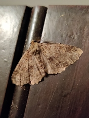 Xanthorhoe rupicola