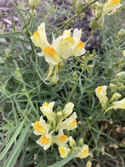 Linaria vulgaris