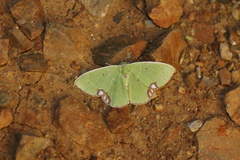 Comibaena procumbaria