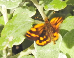 Metisella metis paris