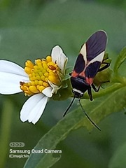 Craspeduchus variegatus