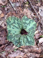 Melanthiaceae