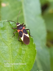 Craspeduchus variegatus