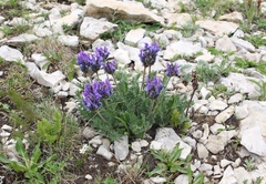Oxytropis owerinii