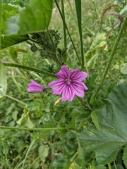 Malva sylvestris