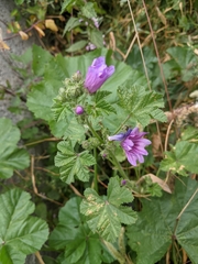 Malva sylvestris