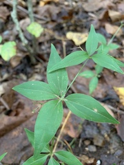 Galium latifolium