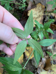 Galium latifolium