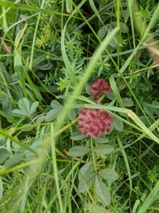 Glycyrrhiza echinata