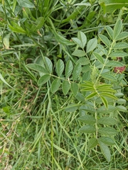 Glycyrrhiza echinata