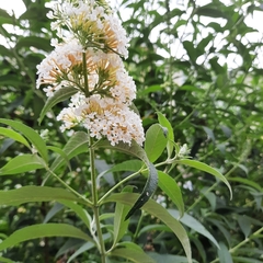 Buddleja davidii