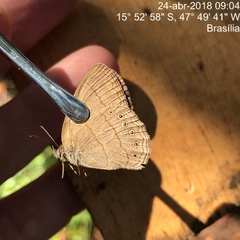 Nhambikuara cerradensis