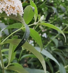 Buddleja davidii