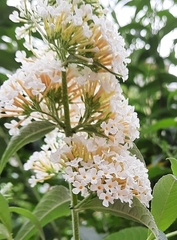 Buddleja davidii
