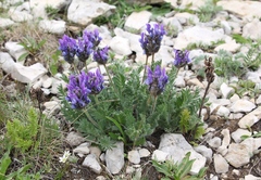 Oxytropis owerinii