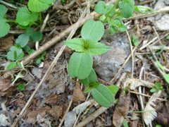Impatiens parviflora