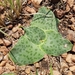 Ledebouria ovatifolia - Photo (c) Stefan Wolmarans,  זכויות יוצרים חלקיות (CC BY), הועלה על ידי Stefan Wolmarans