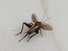 Gryllus bimaculatus