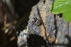 Habronattus oregonensis