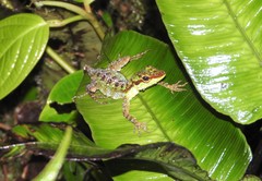 Anolis ventrimaculatus
