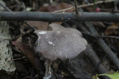 Entoloma jubatum