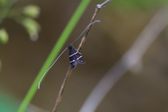 Adela septentrionella