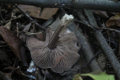 Entoloma jubatum