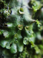 Marchantia polymorpha