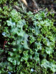 Marchantia polymorpha
