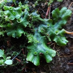 Marchantia polymorpha