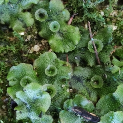 Marchantiaceae