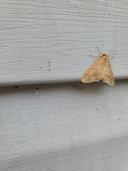 Erannis tiliaria