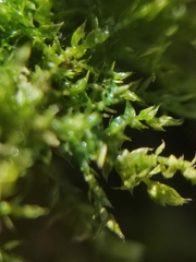 Drepanocladus aduncus