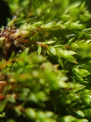 Drepanocladus aduncus