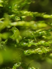 Drepanocladus aduncus