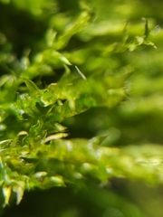 Drepanocladus aduncus