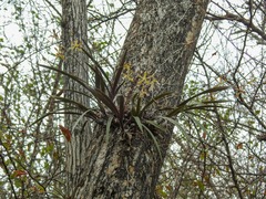 Encyclia argentinensis