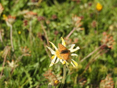 Boloria pales