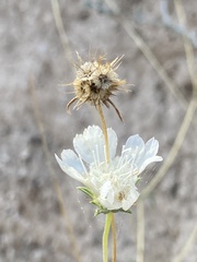 Scabiosa ochroleuca