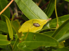 Disonycha bicarinata