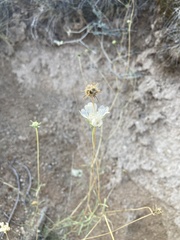 Scabiosa ochroleuca
