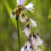 Eriophorum latifolium - Photo (c) Amadej Trnkoczy, algunos derechos reservados (CC BY-NC-SA)