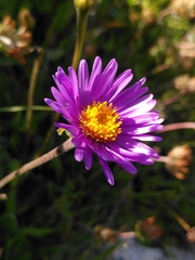 Aster alpinus