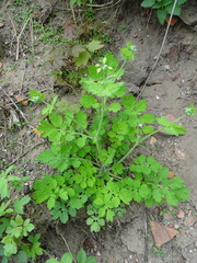 Chelidonium majus
