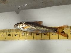 Labeobarbus polylepis