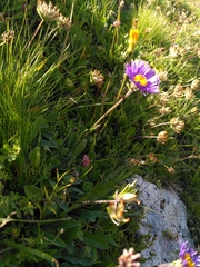 Aster alpinus
