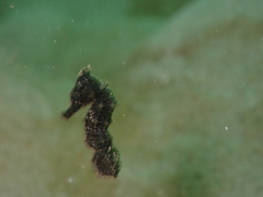 Hippocampus kuda