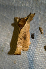 Lebedodes rufithorax