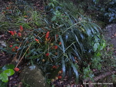 Zingiber officinale