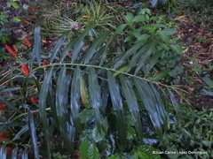 Zingiber officinale